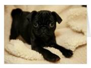 House Broken Pug Puppies For Sale