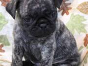 Cute Pug Puppies For Adoption