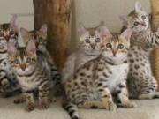 Bengal kittens for sale, Serval kittens for sale, savannah kittens for sale, Caracal kittens
