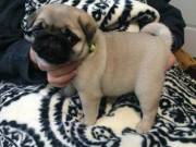  Pug Puppy for sale, Pug puppies ready for new loving home