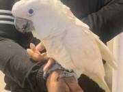 Adorable Hand Reared Baby Umbrella Cockatoo