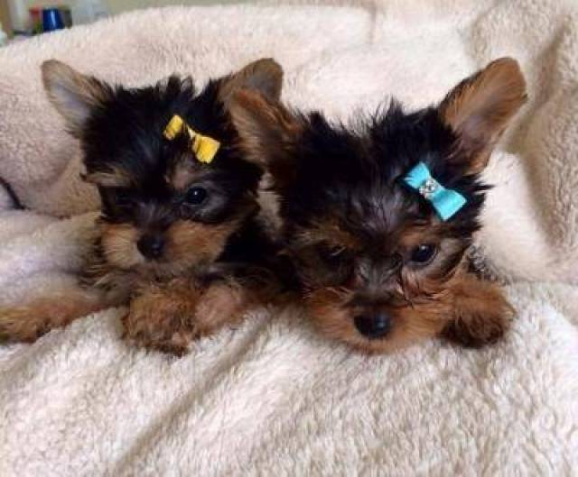 Beautiful Male and Female Yorkie Puppies Shreveport Animal, Pet