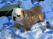 Gorgeous English bulldog for sale contact me via text for quick reply 213-315-6106