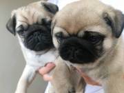 Cute Pugs !!! Ready Now !