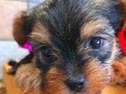 Pure Pedigree Yorkshire Terrier Girl and boys Puppies 