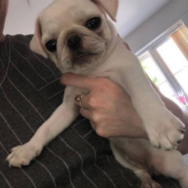 Pugs for sale near me, Teacup pug puppy for sale Kansas City Animal