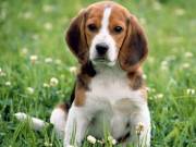 we have two lovely adorable Beagle puppies.