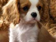 These marvelous male and female Cavalier King Charles puppies 