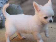 Lovely 12 weeks old chihuahua Puppies