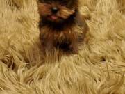 Yorkie puppy available for sale