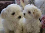 Adorable Maltese puppies text or call +1(909)-689-8380