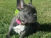 French Bulldog Puppies