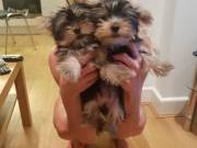 Yorkie Puppies