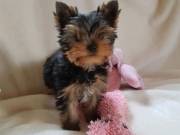 Yorkie Puppies