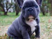 French Bulldog Puppies