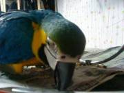 Gold and Brown Macaw