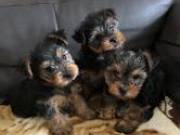 CUTE TEACUP POMERANIAN PUPPIES(737) 808-3515