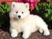 Super adorable Samoyed puppies.