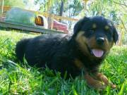 12 weeks old Rottweiler Puppies for Adoption