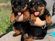 pure breed ROTTWEILER