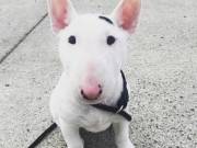 two Miniature Bull Terrier