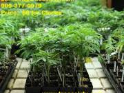 Trees sisty clones