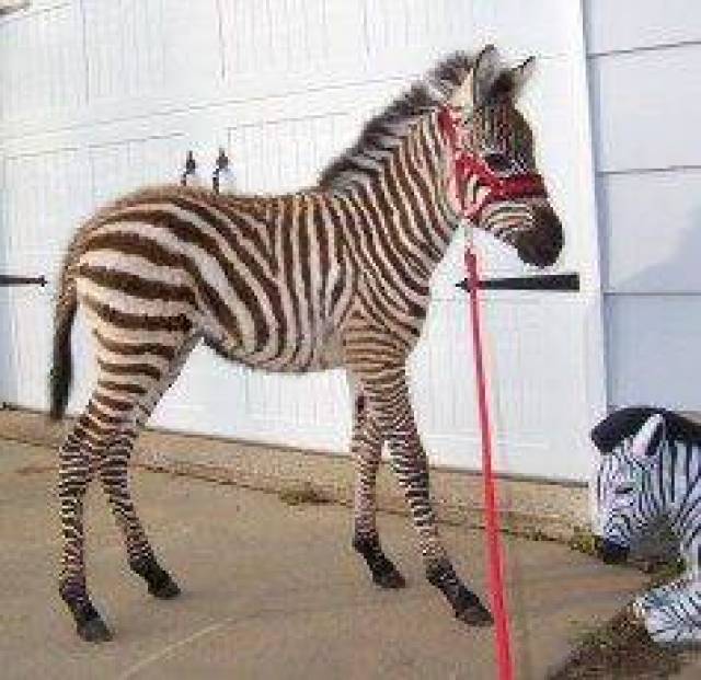 Outstanding Zebras for sale Text(213) 4191945 Salt Lake City