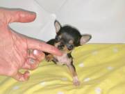 teacup chihuahua 