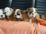 Cute English bulldogs puppies