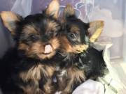 Yorkie Puppies for adoption