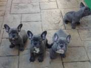 Brilliant lovable french bulldogs puppies for sale 