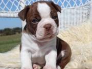 Boston Terrier Puppies for Sale.