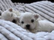 Cute and adorable male and female Maltese puppies ready for adoption