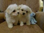 Special Tea Cup Maltese pups %100 Healthy both male & female ready for New Family.