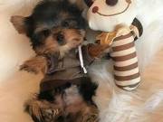 Amazing teacup yorkie puppies for sale