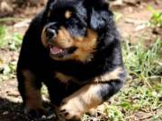 Beautiful Male and Female rottwlie Puppies