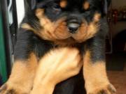Beautiful Male and Female rottwlie Puppies