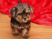 Male And Female Yorkie Terrier Puppies For Any Loving Home