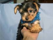 Male And Female Yorkie Terrier Puppies For Any Loving Home