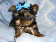 Male And Female Yorkie Terrier Puppies For Any Loving Home