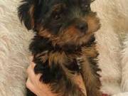 Male And Female Yorkie Terrier Puppies For Any Loving Home