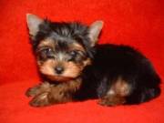 Male And Female Yorkie Terrier Puppies For Any Loving Home