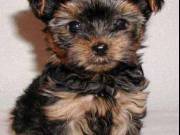 Male And Female Yorkie Terrier Puppies For Any Loving Home