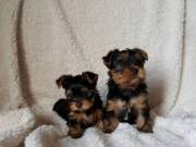 Male And Female Yorkie Terrier Puppies For Any Loving Home