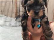 teacup yorkie puppies for new homes