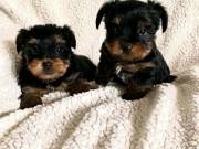 teacup yorkie puppies for new homes