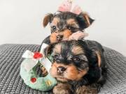 teacup yorkie puppies for new homes