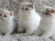 Persian kittens for sale, Persian kittens, Persian kittens for adoption, Persian kittens breeder