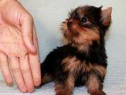 Male And Female Yorkie Terrier Puppies For Any Loving Home