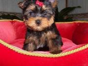 Male And Female Yorkie Terrier Puppies For Any Loving Home